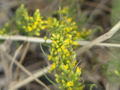 Gutierreziinae