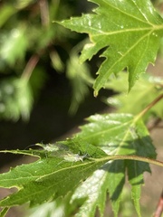 Macrosiphum euphorbiae