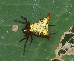 Micrathena lucasi