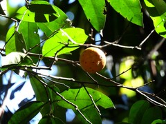 Siphonodon membranaceus