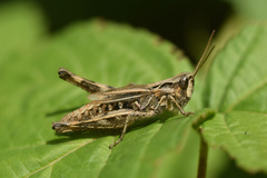 Chorthippus macrocerus