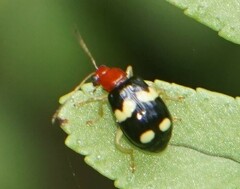 Gynandrobrotica lepida