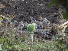 Coccothraustes coccothraustes