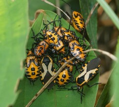Sephina vinula