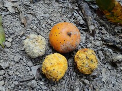 Siphonodon membranaceus