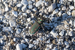 Cicindela purpurea