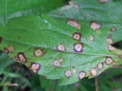 Septoria erigerontis