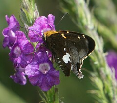 Eudaminae