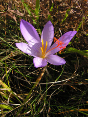 Crocus ligusticus