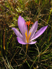 Crocus ligusticus