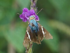 Astraptes fulgerator