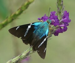 Astraptes fulgerator