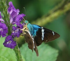 Astraptes fulgerator