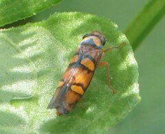 Erythrogonia jucunda