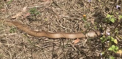 Pseudonaja textilis