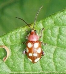 Omophoita
