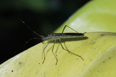Leptocorisa