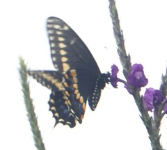 Papilio polyxenes asterius