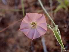 Convolvulus remotus