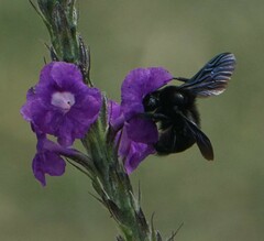 Bombus pullatus