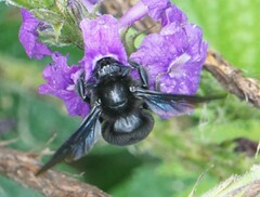 Bombus pullatus