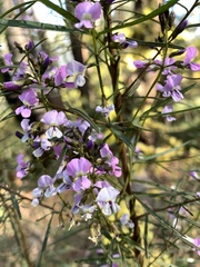 Glycine clandestina