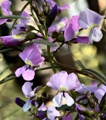 Glycine clandestina
