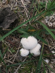 Lycoperdon curtisii