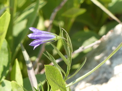Campanulaceae