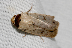 Athetis maculatra