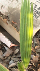 Washingtonia robusta