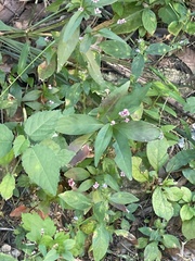 Persicaria posumbu