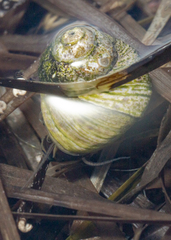 Austrocochlea porcata