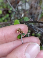 Helichrysum lanceolatum