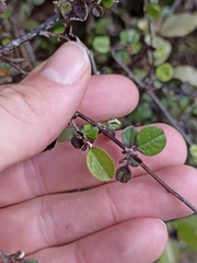 Helichrysum lanceolatum