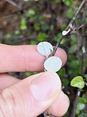 Helichrysum lanceolatum