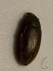 Alleculinae