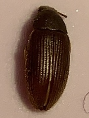 Alleculinae