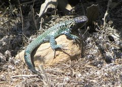 Liolaemus zapallarensis