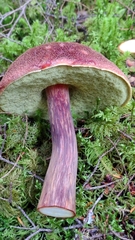 Aureoboletus mirabilis