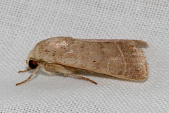 Athetis thoracica