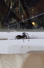 Kukulcania hibernalis