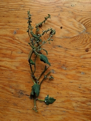 Atriplex glabriuscula