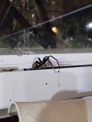 Kukulcania hibernalis