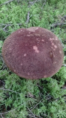 Aureoboletus mirabilis