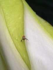 Thomisidae