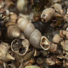 Truncatella scalarina