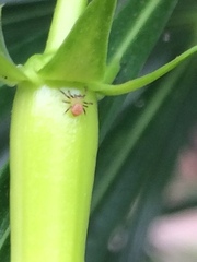 Thomisidae