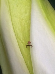 Thomisidae