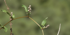 Fallopia baldschuanica